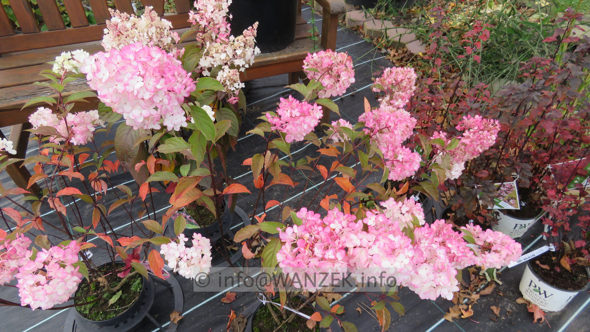 Hydrangea paniculata Vanilla Fraise 04 Ende Oktober noch bluehend.JPG